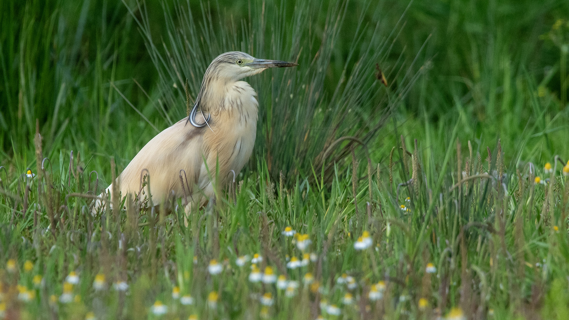Squacco Heron